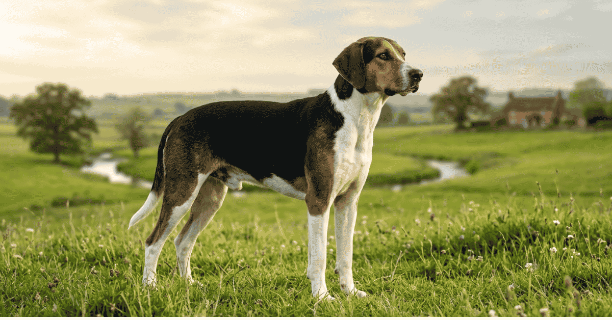 Harrier History The Hunting Hound Between Beagle and Foxhound info
