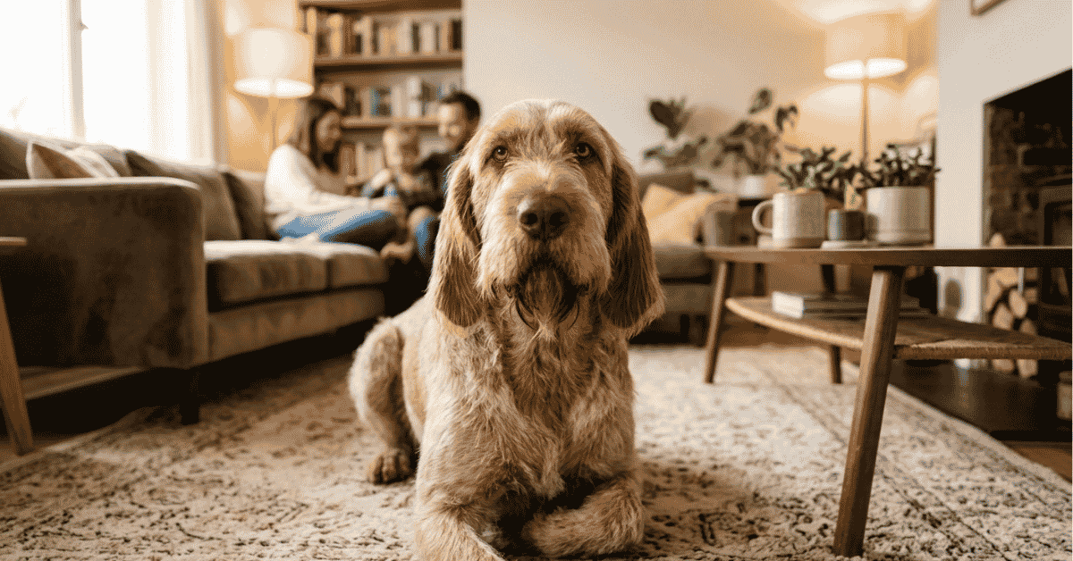 Modern Companion and Versatile Gundog info