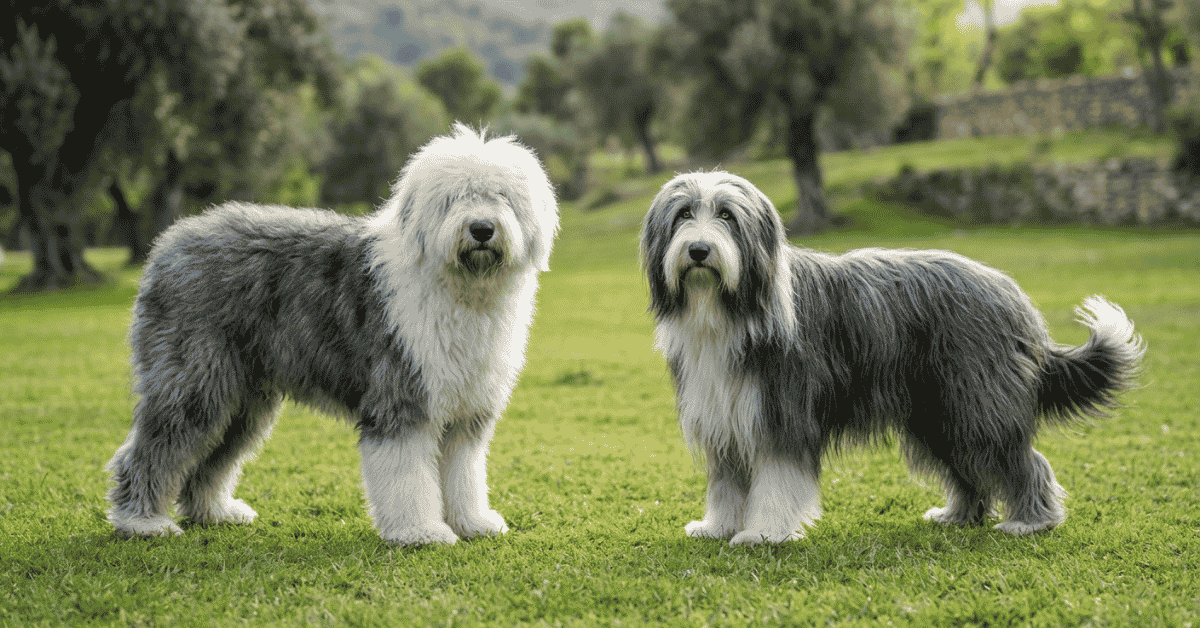 Old English Sheepdog vs. Bearded Collie How to Tell the Difference info
