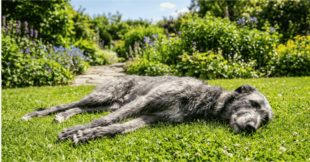 Preservation and the Modern Sighthound info