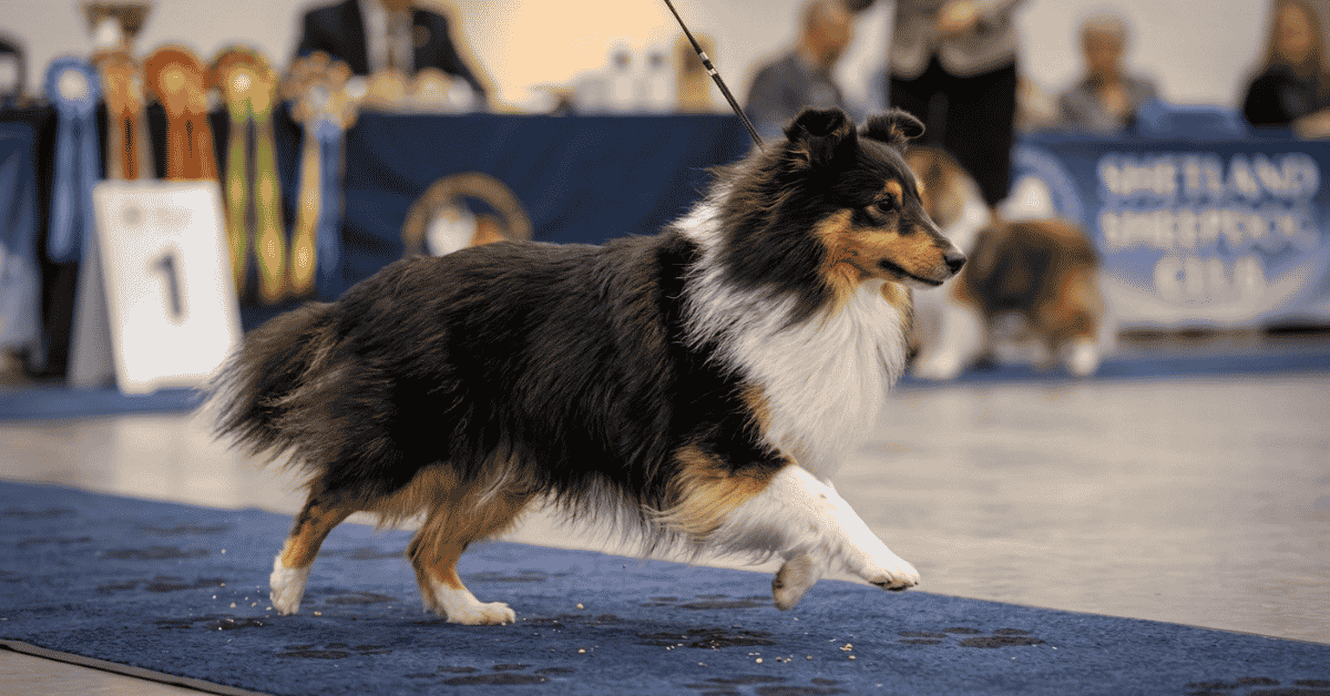 The Modern Day Show Ring Transition info