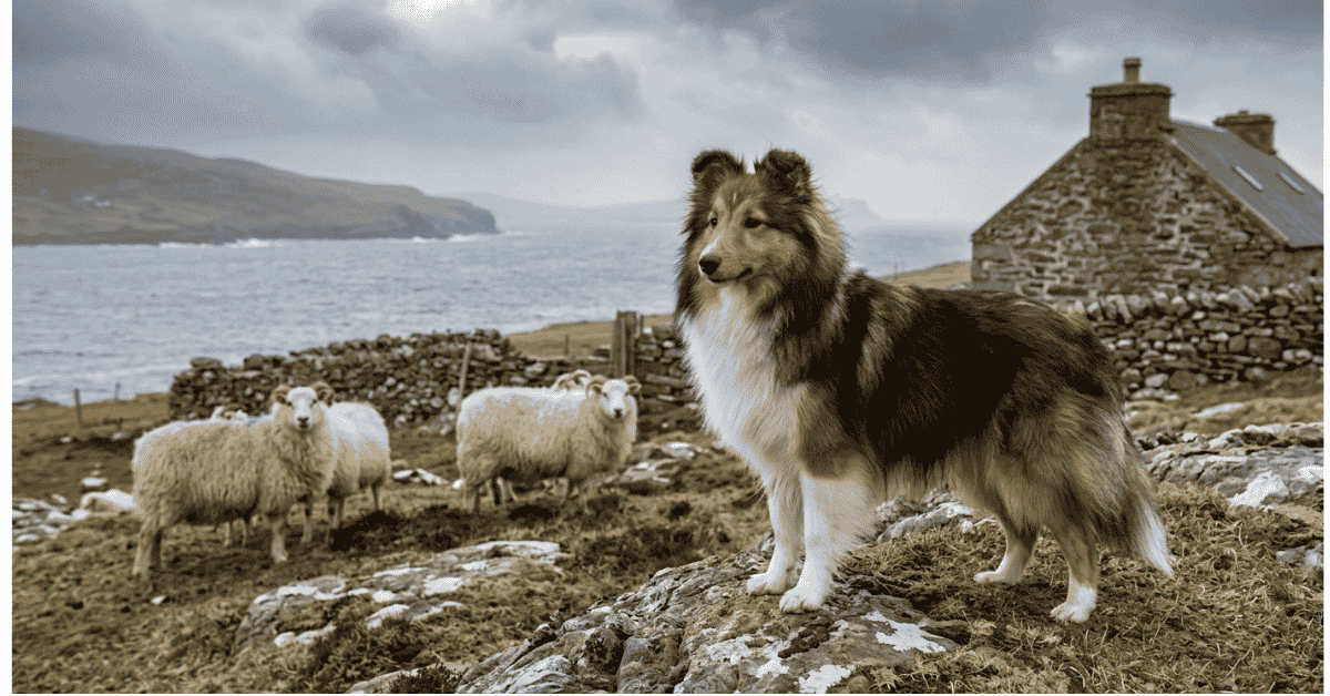Shetland Sheepdog History A Pint-Sized Package info