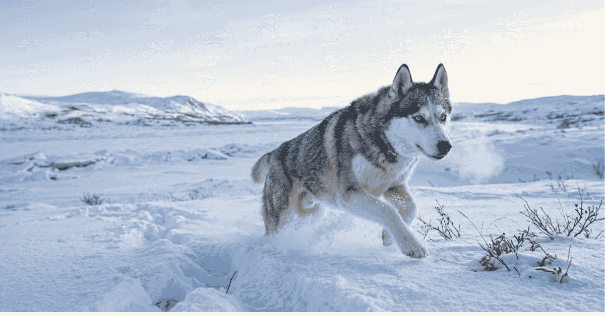 Siberian Husky – The Legendary Sled Dog info
