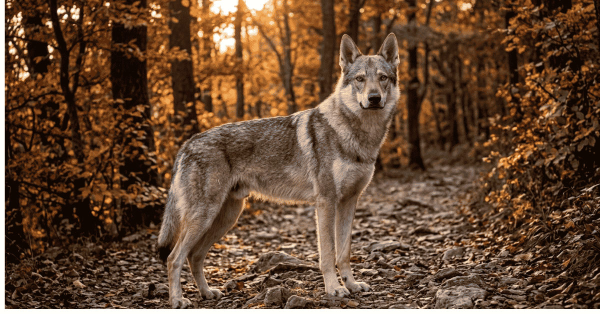 Tamaskans and Czechoslovakian Vlcaks info