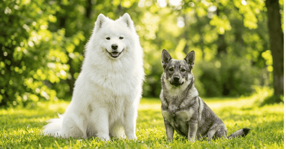 Temperament, Care, and Training Realities info