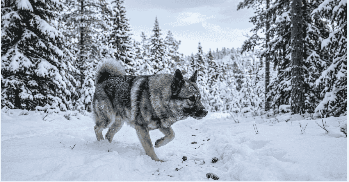 _The All-Purpose Wilderness Hunter info