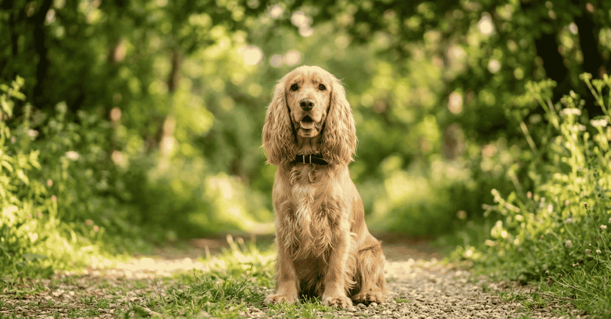 The History of the Cocker Spaniel info