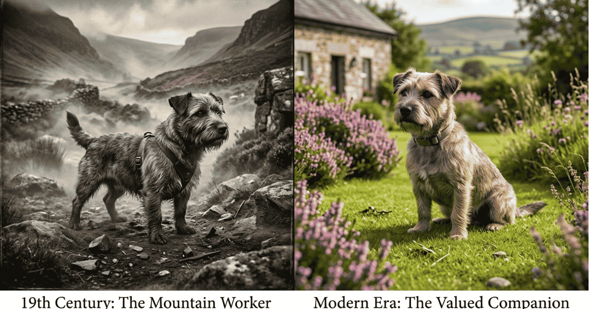 The History of the Glen of Imaal Terrier info