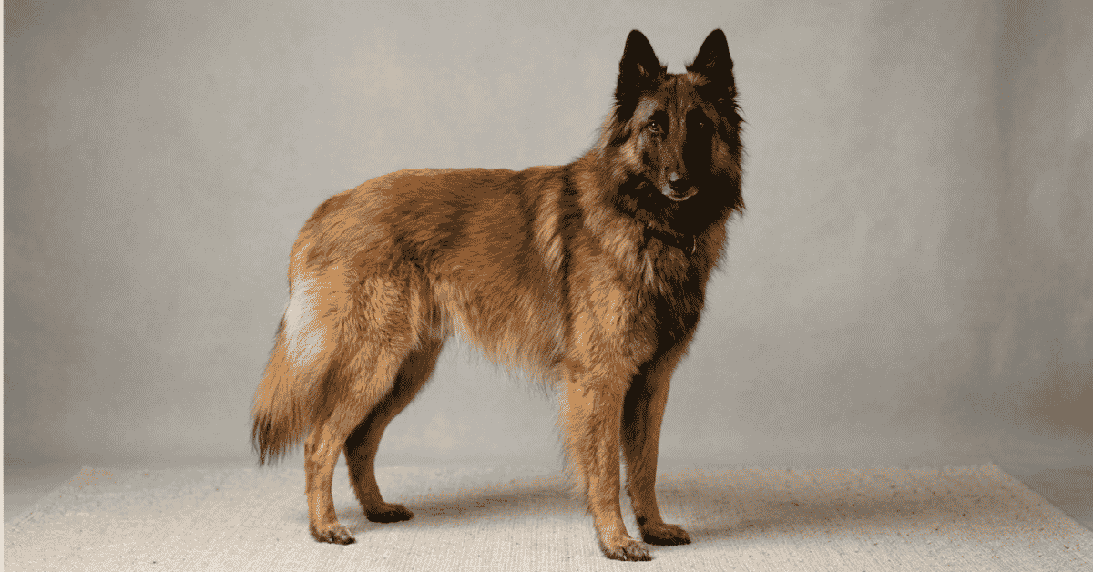 The Tervuren Estate and Standardization info